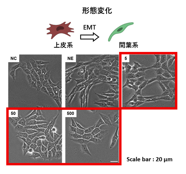 THGPの各添加量（5 µM、50 µM、500 µM）によるノルエピネフリン（NE）で誘導される形態変化の抑制
