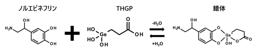 ノルエピネフリンとTHGPによる錯体形成