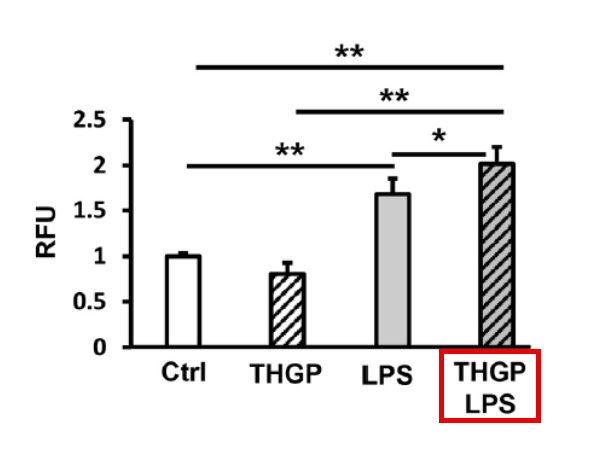 THGP(アサイゲルマニウム)およびLPS刺激後の異物に対するマクロファージの貪食活性の評価