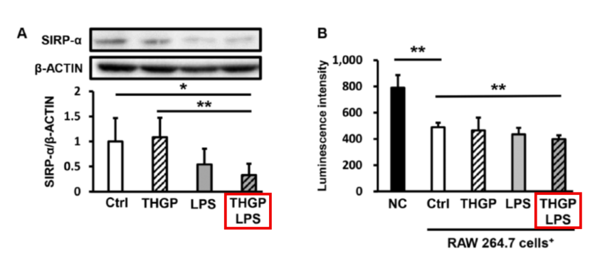 図5-A. SIRP-αの発現量, 図5-B. RAW264.7によるがん細胞(B16-F10)の殺傷性評価