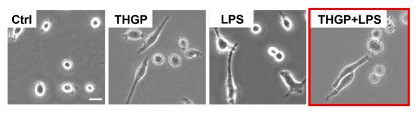 6-A. 10日目の形態観察