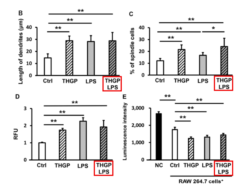 図6-B. 10日間の樹状突起の長さ, 図6-C. 10日間の紡錘形, 図6-D. 10日間の異物貪食能の評価, 図6-E. 10日間のがん細胞(B16-F10)貪食能の評価