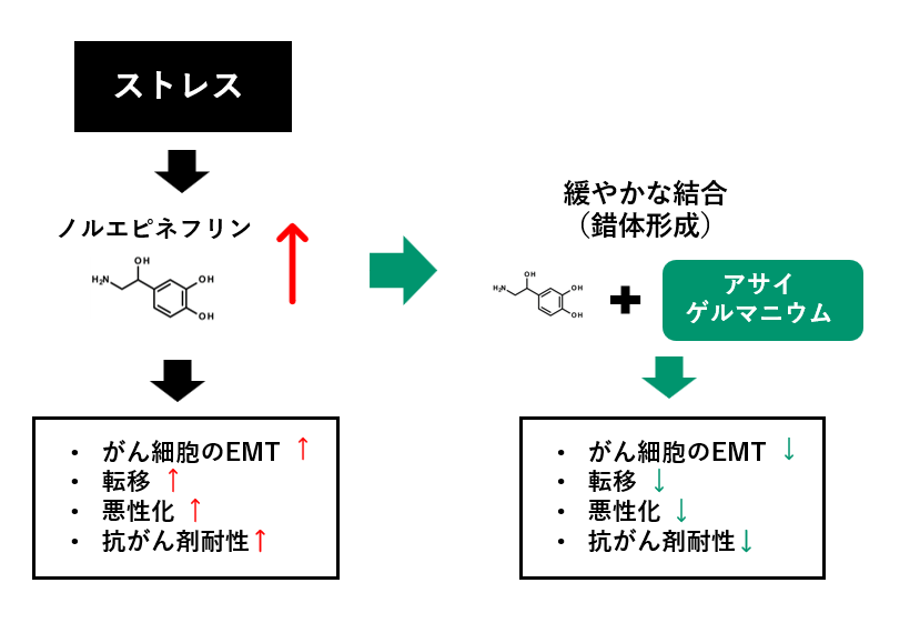 アサイゲルマニウムとノルエピネフリンによる上皮間葉転換（EMT）に関する概略図