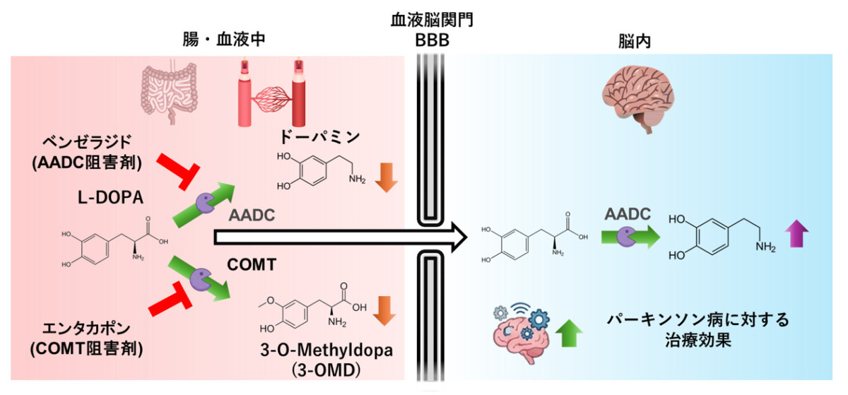 バナジ－・プロトコル ホメオパシ－における病理的アプロ－チ 日本薬学会にて研究成果を発表｜アサイゲルマニウムがL-DOPAの分解を