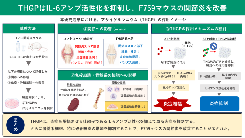 研究図: THGPがIL-6活性化を抑え、F759マウスの関節炎を改善する仕組みと実験方法を示す。要点を3つの列で解説。